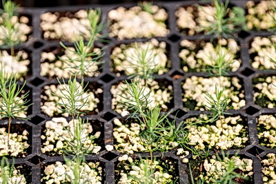 От семечка до зеленого богатства страны. Кто выращивает саженцы для будущих лесов Беларуси