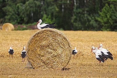 Поле аистов