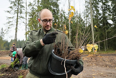 Молодой смешанный лес из более 4,5 тыс. растений высадили в Витебском районе на республиканском субботнике