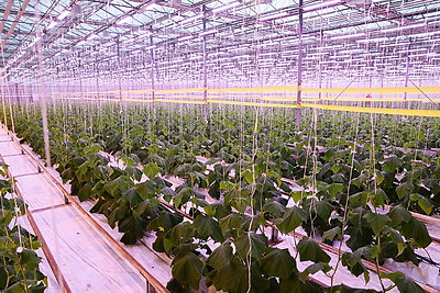 Томаты в межсезонье начал выращивать тепличный комбинат \"Берестье\"