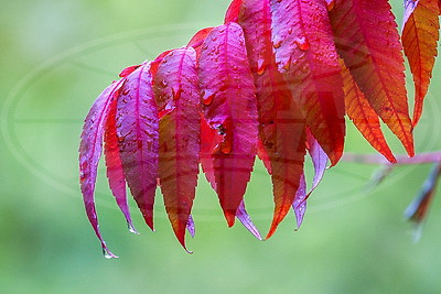 ФОТОХРОНИКА начинает новый информационный день