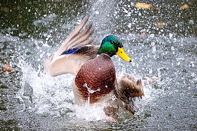 ФОТОХРОНИКА начинает новый информационный день