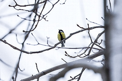 Заснеженный Минск в последние выходные уходящего года