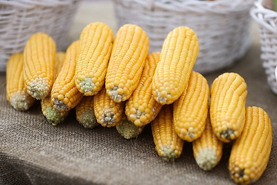 Подворья, выставки, концерты. Волковыск принимает областные \"Дажынкi\"