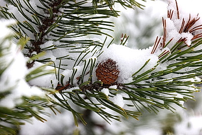 Настоящая зима пришла в Беларусь