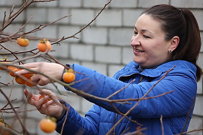 Теперь и на приусадебном участке. В Беларуси созрела хурма