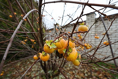 Теперь и на приусадебном участке. В Беларуси созрела хурма