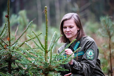 Заготовка новогодних елей ведется в Беларуси