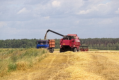 В Брестской области приступили к жатве