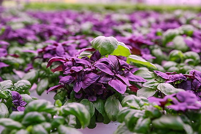 Томаты в межсезонье начал выращивать тепличный комбинат \"Берестье\"