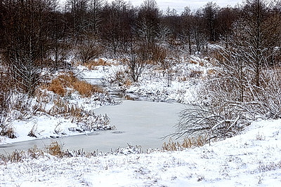 Зимний лес в Жлобинском районе