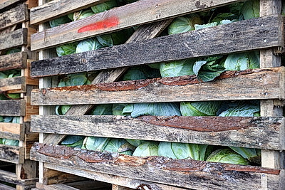 Комплекс для выращивания томатов построили в Ольшанах по программе \"Один район - один проект\"