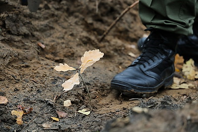 Молодой смешанный лес из более 4,5 тыс. растений высадили в Витебском районе на республиканском субботнике