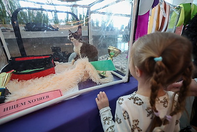 Международная выставка кошек прошла в Минске