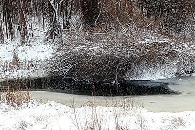 Зимний лес в Жлобинском районе