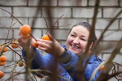 Теперь и на приусадебном участке. В Беларуси созрела хурма