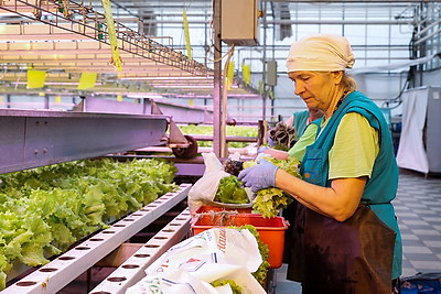 Томаты в межсезонье начал выращивать тепличный комбинат \"Берестье\"