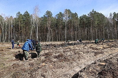Молодые деревца на 400 га высадят в Брестской области во время акции \"Дай лесу новае жыццё!\"