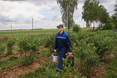 Весело и с пользой. Трудовое лето студотрядовцев из Клецкого района