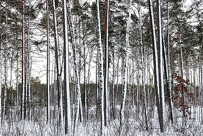 Зимний лес в Жлобинском районе