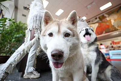 \"Лістападзік\" открылся фильмом российского режиссера \"Слезы дракона\"