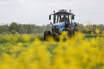 Кулисные посевы сурепицы и ржи убирают в Лидском районе