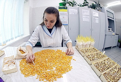 Более 500 тонн кукурузы ежедневно поступает на переработку на Мозырский кукурузокалибровочный завод