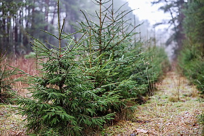 Заготовка новогодних елей ведется в Беларуси