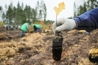 Молодой смешанный лес из более 4,5 тыс. растений высадили в Витебском районе на республиканском субботнике