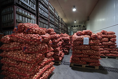 В Минске в стабфонды заложено 43 тыс. тонн овощей и яблок