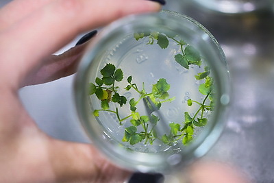 Белорусские ученые создают инновационные препараты для медицины и сельского хозяйства