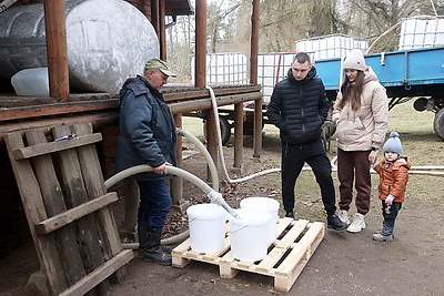 В Гродненской области ведется заготовка березового сока