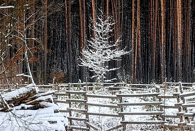 Зимний лес в Жлобинском районе