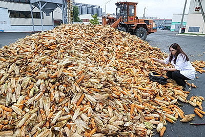 Более 500 тонн кукурузы ежедневно поступает на переработку на Мозырский кукурузокалибровочный завод