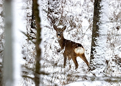 Зимний лес в Жлобинском районе