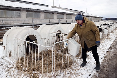 Обновленный молочно-товарный комплекс с уникальными конструкциями введен в строй в Петриковском районе