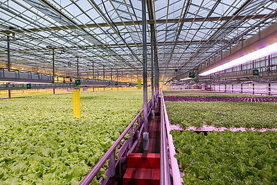 Томаты в межсезонье начал выращивать тепличный комбинат \"Берестье\"