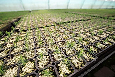 От семечка до зеленого богатства страны. Кто выращивает саженцы для будущих лесов Беларуси