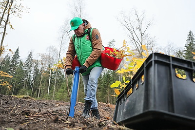 Молодой смешанный лес из более 4,5 тыс. растений высадили в Витебском районе на республиканском субботнике