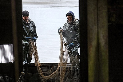 Осенью в рыбхозах пересаживают рыбу на зиму