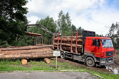 Могилевский лесхоз продолжает разработку буреломов после разгула стихии