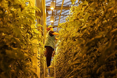 Томаты в межсезонье начал выращивать тепличный комбинат \"Берестье\"