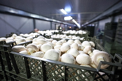 Законопроект по вопросам внешней трудовой миграции должен поступить на рассмотрение депутатов в 2026 году