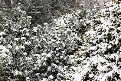 Настоящая зима пришла в Беларусь