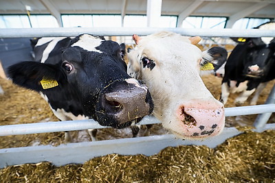 Новый МТК на 800 коров ввели в строй в Клецком районе