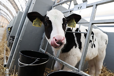 Обновленный молочно-товарный комплекс с уникальными конструкциями введен в строй в Петриковском районе