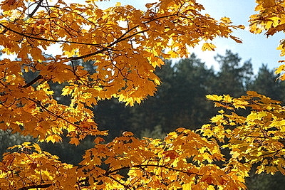 ФОТОХРОНИКА начинает новый информационный день