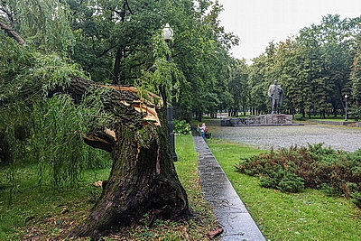 Подтопления и падения деревьев. Последствия непогоды в столице
