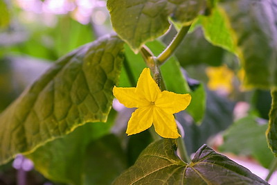 Томаты в межсезонье начал выращивать тепличный комбинат \"Берестье\"