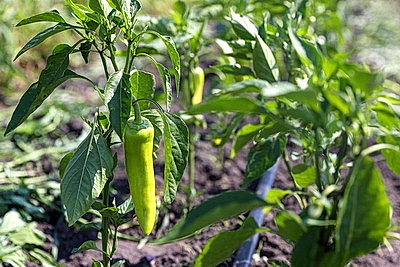 КФХ Столинского района используют пеллеты для производства плодоовощной продукции